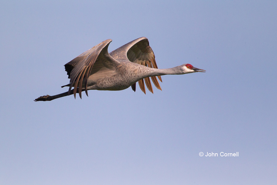 Crane;Flying Bird;Grus canadensis;Merced National Wildlife Reserve;Photography;Sandhill Crane;action;active;aloft;behavior;birds;color image;flight;fly;flying;in flight;motion;movement;one animal;soar;soaring;wing;winged;wings